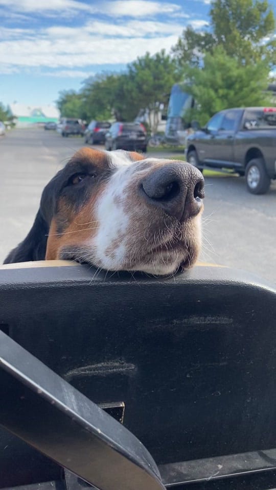 Post 3 by Bandit the Basset Hound on TikTok (video)