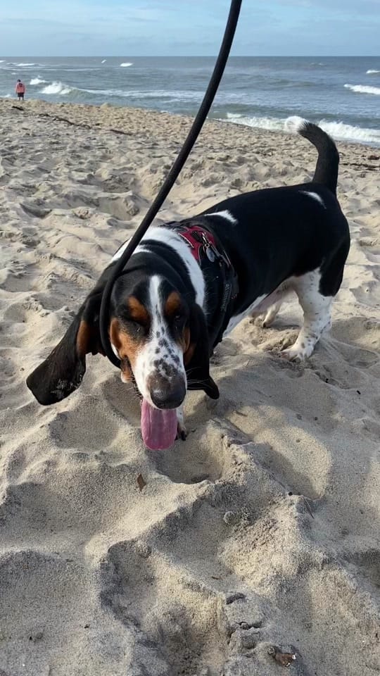 Post 5 by Bandit the Basset Hound on TikTok (video)