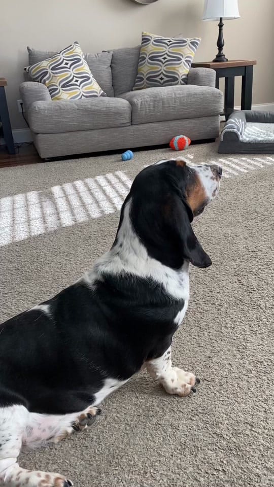 Post 9 by Bandit the Basset Hound on TikTok (video)