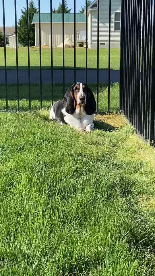 Post 7 by Bandit the Basset Hound on TikTok (video)