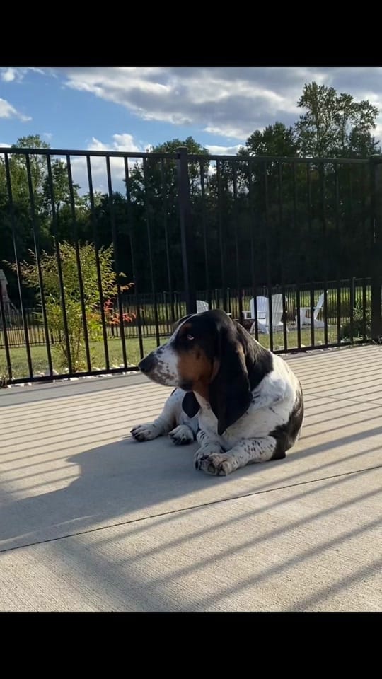 Post 2 by Bandit the Basset Hound on TikTok (video)