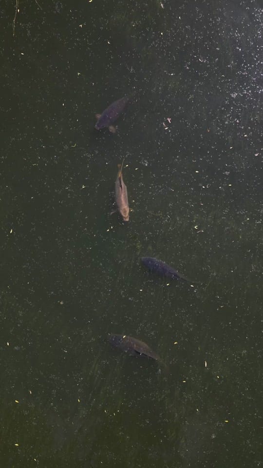 Post 7 by charliegoesfishing on TikTok (video)