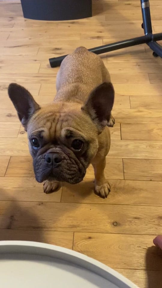 Post 3 by DaisyThePug_IvyTheFrenchie on TikTok (video)