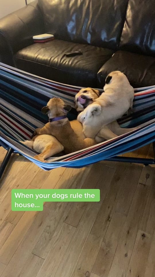 Post 4 by DaisyThePug_IvyTheFrenchie on TikTok (video)