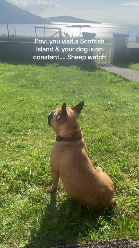 Post 2 by DaisyThePug_IvyTheFrenchie on TikTok (video)