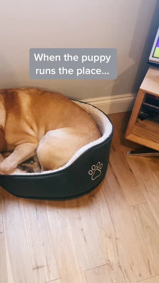 Post 8 by DaisyThePug_IvyTheFrenchie on TikTok (video)