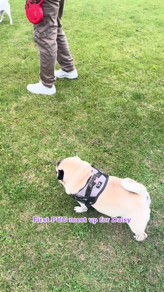 Post 1 by DaisyThePug_IvyTheFrenchie on TikTok (video)