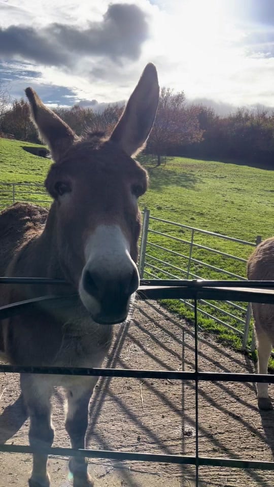 Post 8 by The Small House - Cotswolds on TikTok (video)