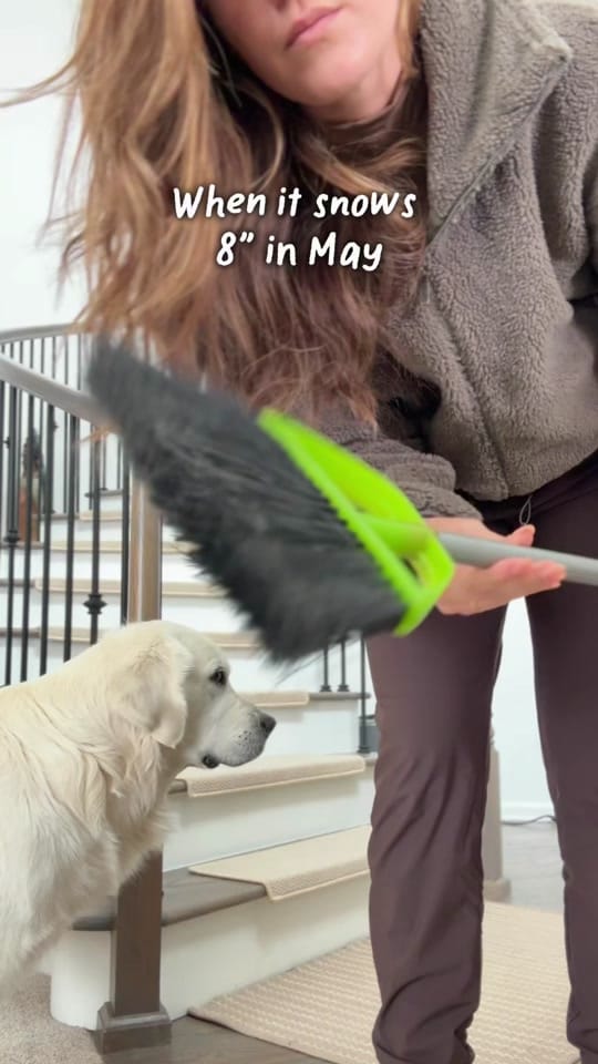 Post 4 by Leo the Golden Retriever on TikTok (video)