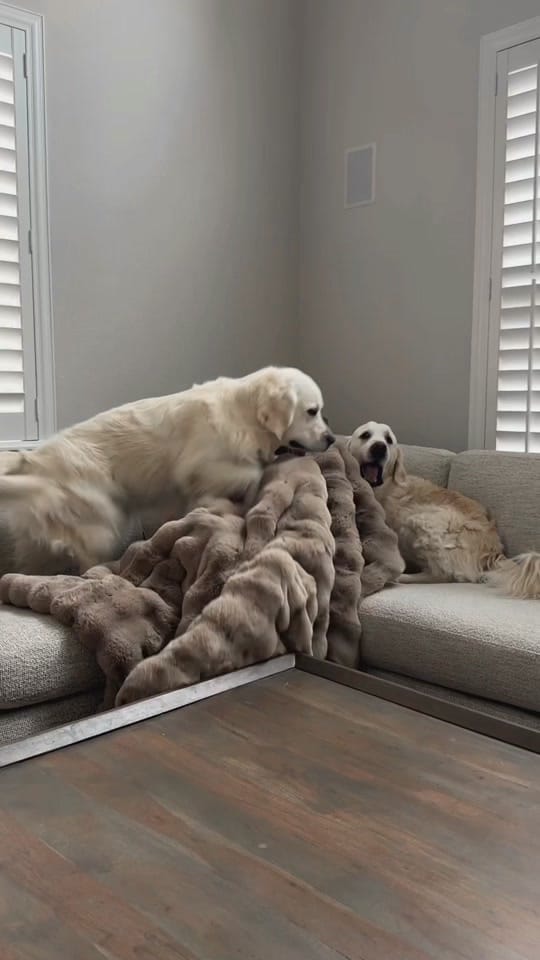 Post 6 by Leo the Golden Retriever on TikTok (video)