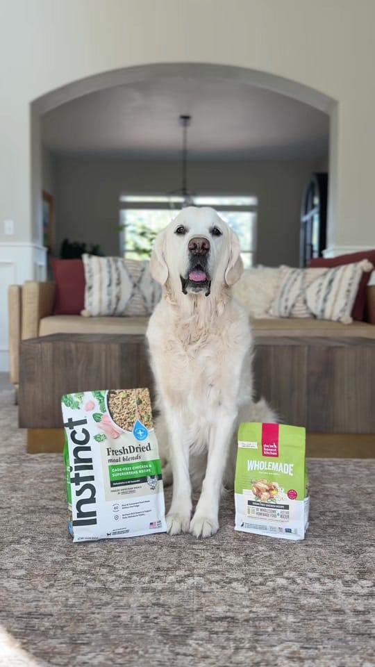 Post 7 by Leo the Golden Retriever on TikTok (video)
