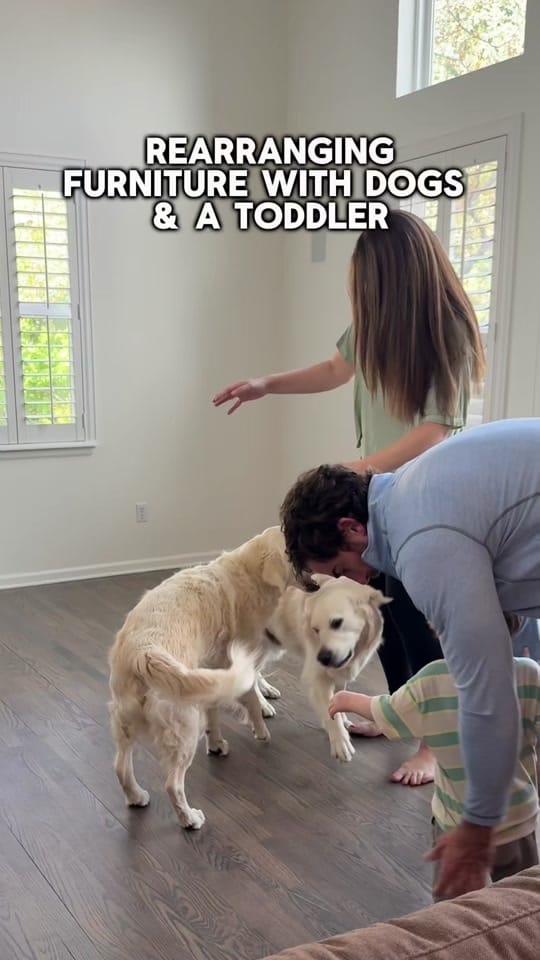 Post 1 by Leo the Golden Retriever on TikTok (video)