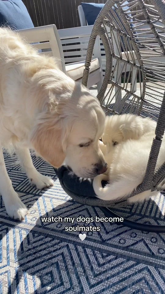 Post 10 by Leo the Golden Retriever on TikTok (video)