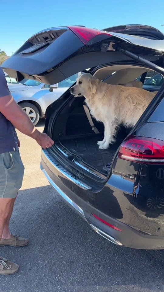 Post 8 by Leo the Golden Retriever on TikTok (video)