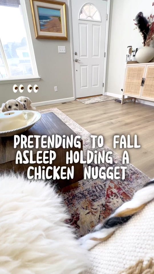 Post 9 by Leo the Golden Retriever on TikTok (video)