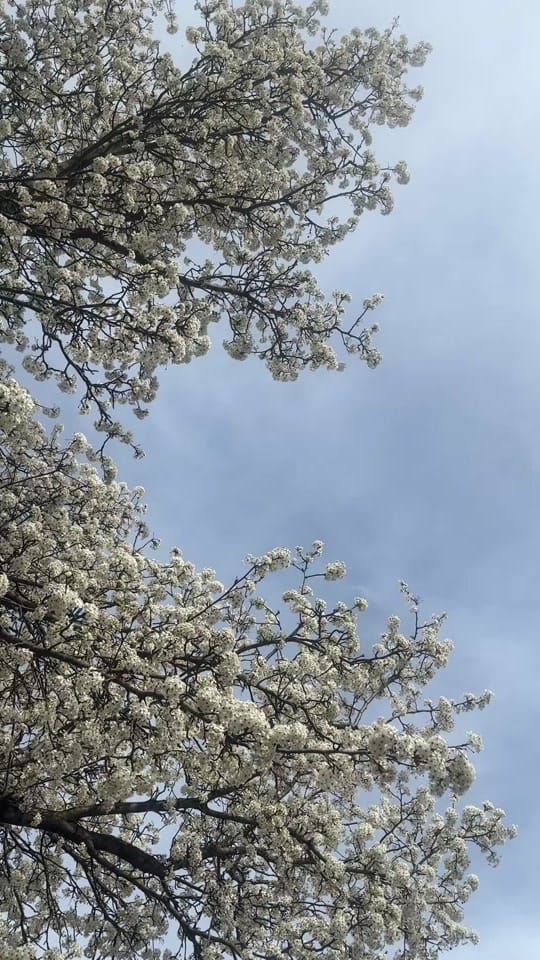 Post 5 by Jachin McDonald on TikTok (video)