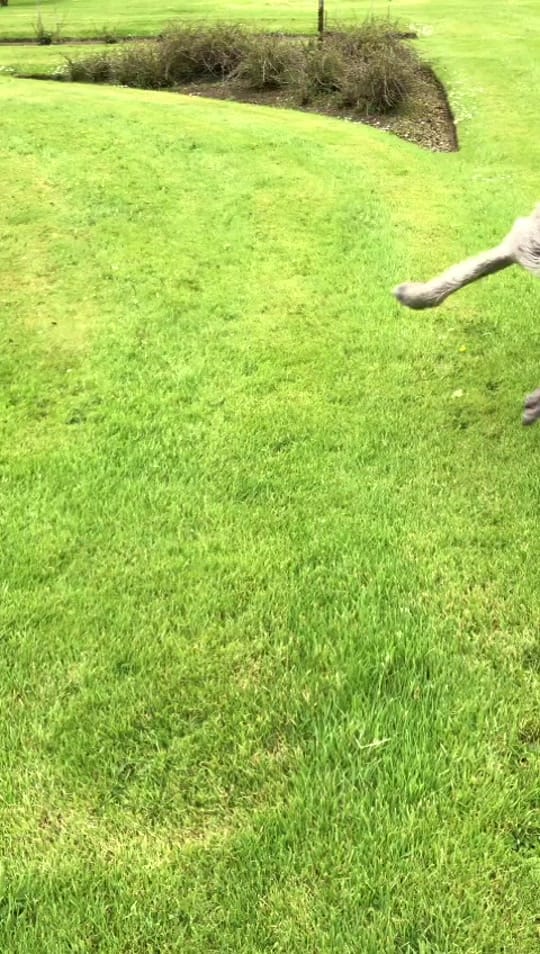 Post 8 by Romantic Castles of Ireland on TikTok (video)