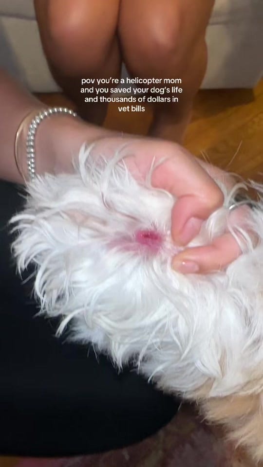 Post 10 by gretelroux on TikTok (video)