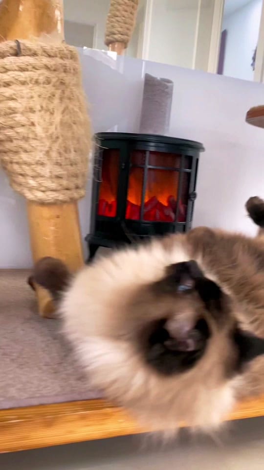 Post 7 by The Ings Luxury Cat Hotel on TikTok (video)