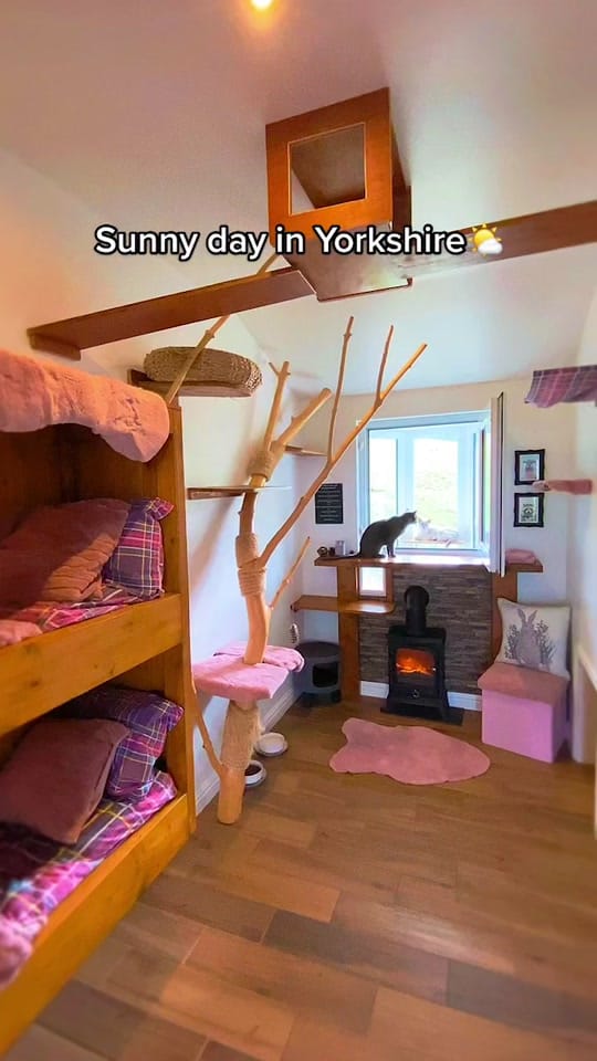 Post 2 by The Ings Luxury Cat Hotel on TikTok (video)
