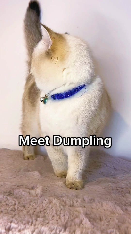 Post 10 by The Ings Luxury Cat Hotel on TikTok (video)