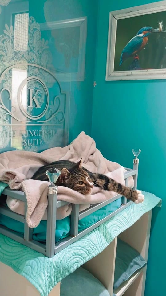 Post 8 by The Ings Luxury Cat Hotel on TikTok (video)
