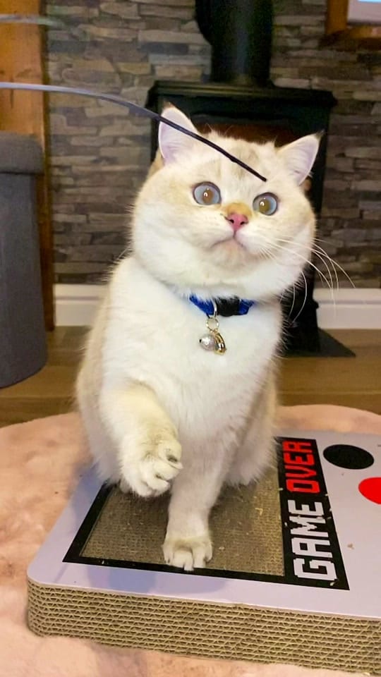 Post 9 by The Ings Luxury Cat Hotel on TikTok (video)