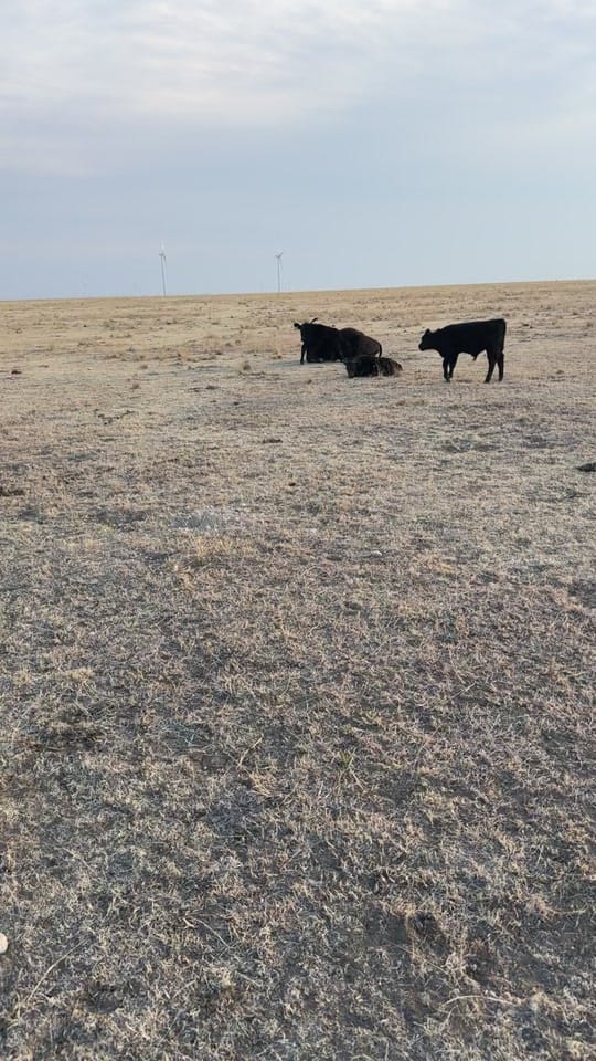 Post 8 by Ryan Buschman on TikTok (video)