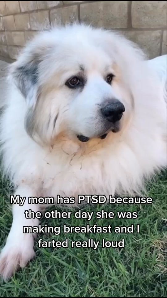 Post 6 by stephdemirj on TikTok (video)