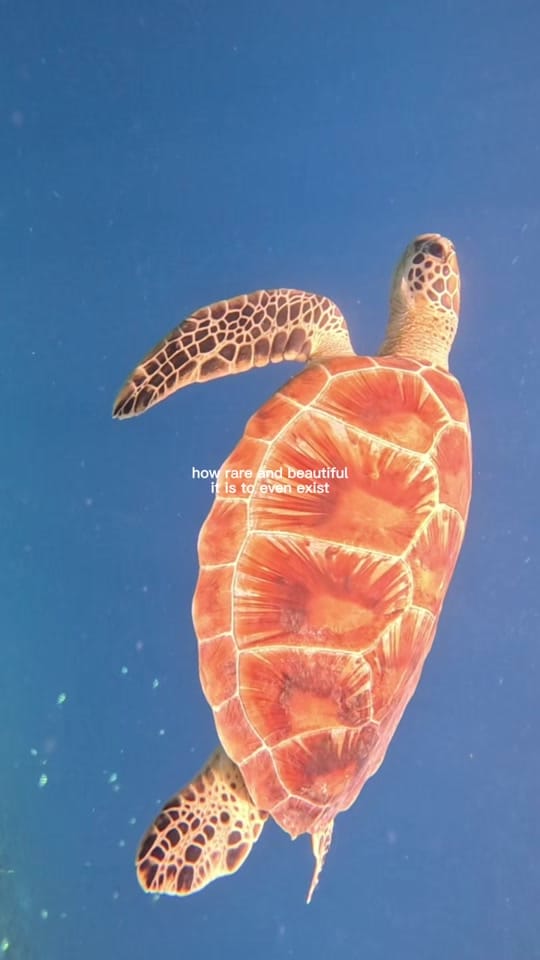 Post 2 by Tanyarholliday on TikTok (video)