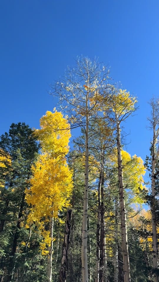 Post 5 by Shatteredgold on TikTok (video)