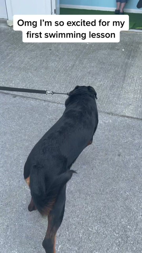 Post 9 by Sarah Steen on TikTok (video)