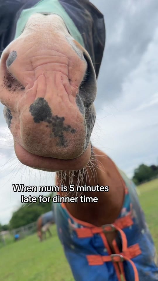 Post 6 by Chloe|| Equestrian🐴 on TikTok (video)