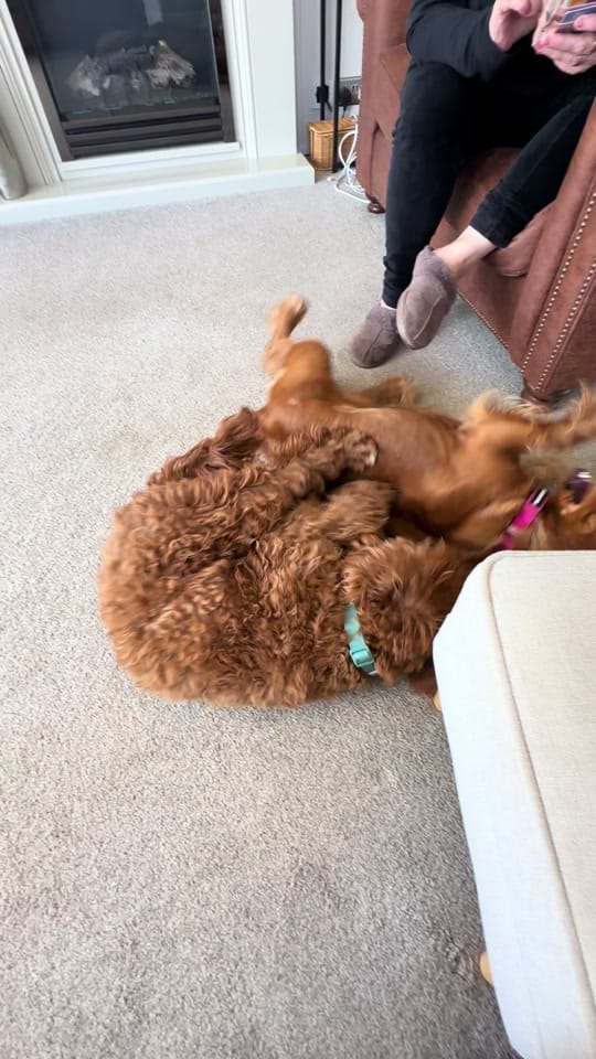 Post 8 by Poppy🖤 & Mable🤎 🐾 on TikTok (video)