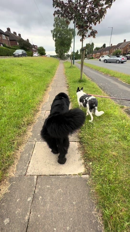 Post 3 by Poppy🖤 & Mable🤎 🐾 on TikTok (video)