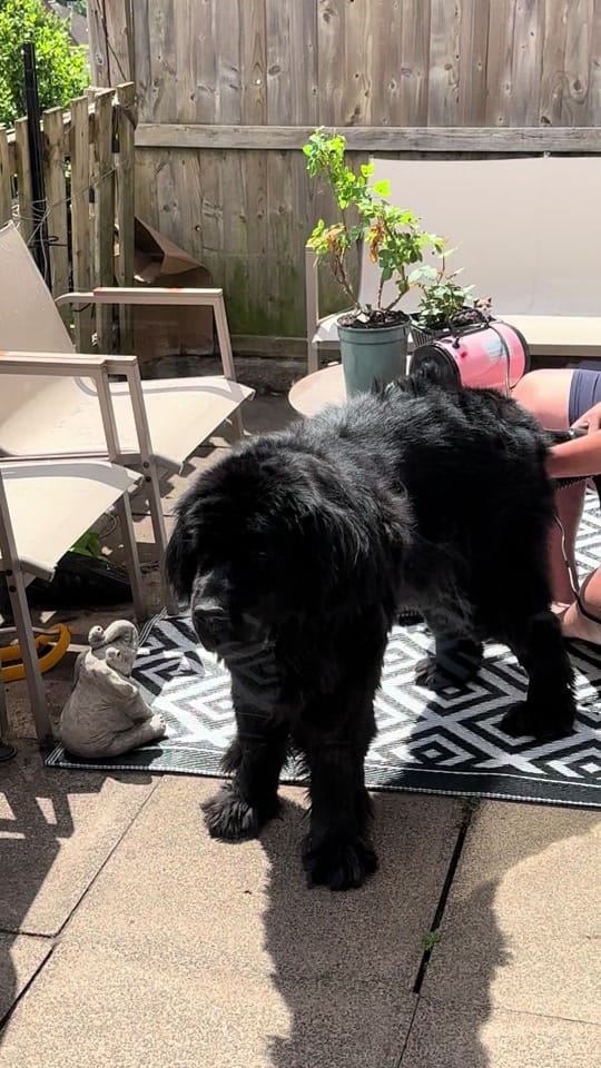 Post 4 by Poppy🖤 & Mable🤎 🐾 on TikTok (video)