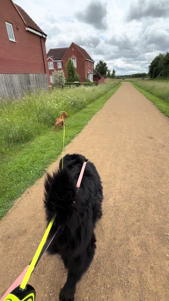 Post 7 by Poppy🖤 & Mable🤎 🐾 on TikTok (video)