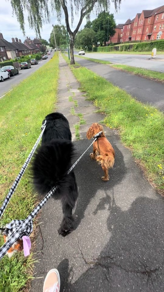Post 1 by Poppy🖤 & Mable🤎 🐾 on TikTok (video)
