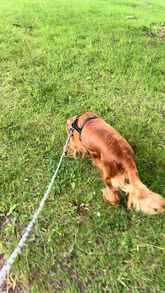 Post 2 by Poppy🖤 & Mable🤎 🐾 on TikTok (video)