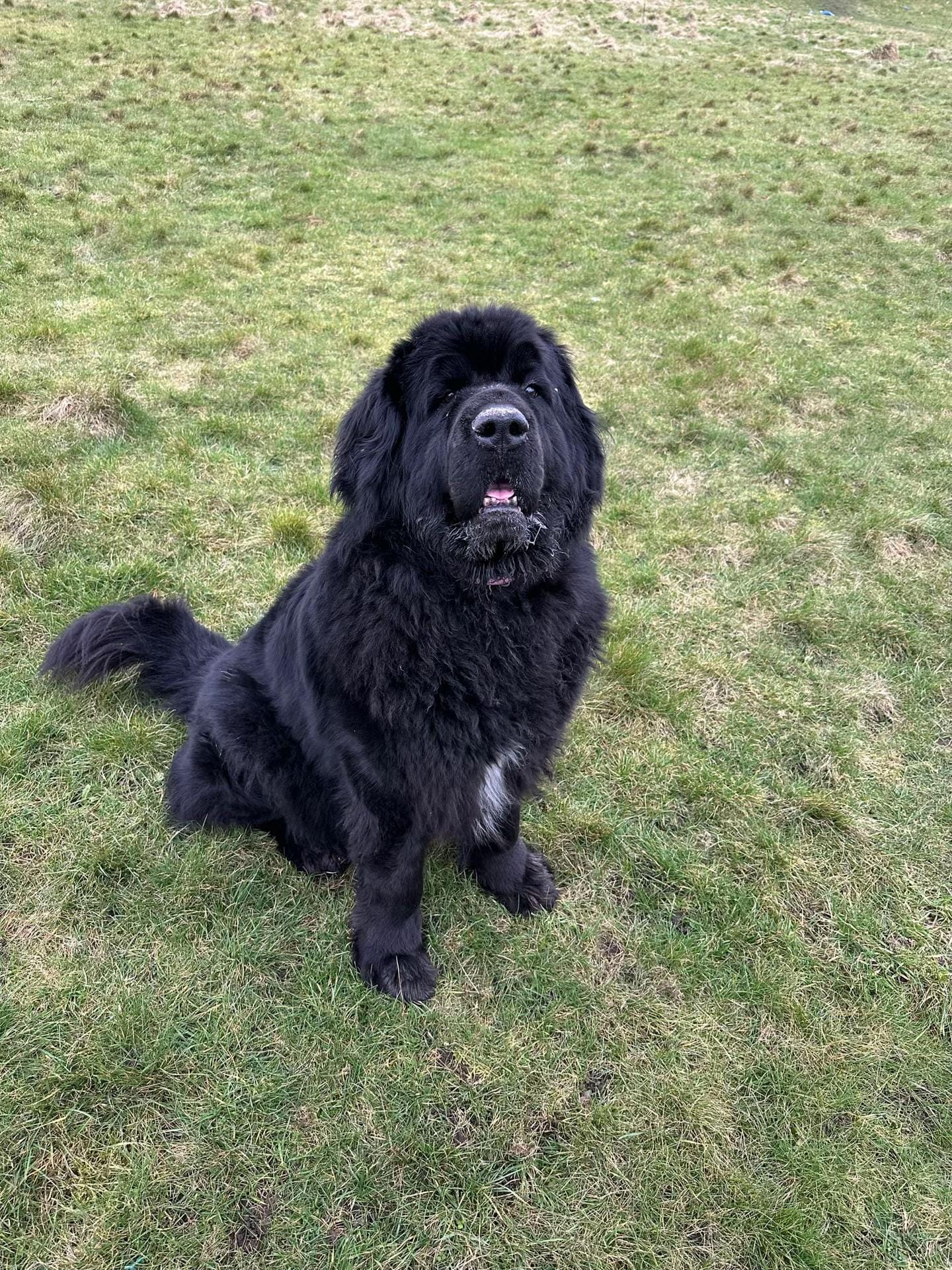 Post 10 by Poppy🖤 & Mable🤎 🐾 on TikTok (video)