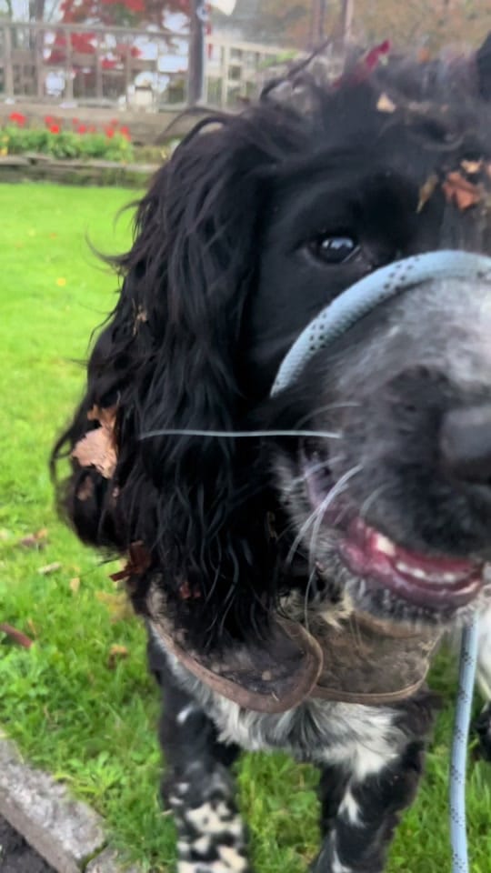 Post 10 by Otto the Cocker | UGC Creator on TikTok (video)