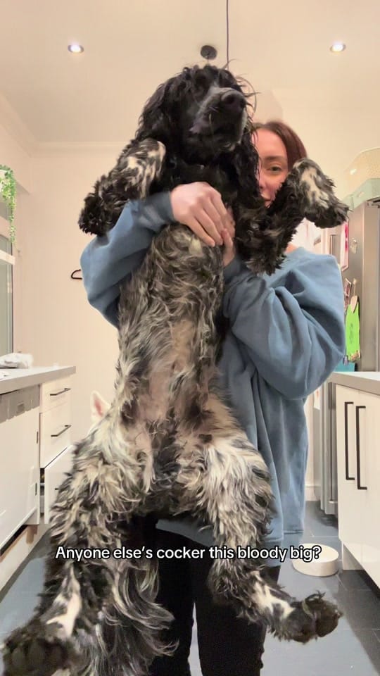 Post 9 by Otto the Cocker | UGC Creator on TikTok (video)
