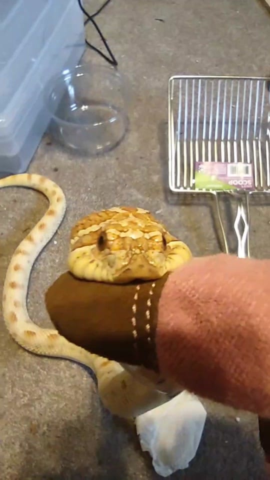 Post 8 by Absinthe Reptiles on TikTok (video)