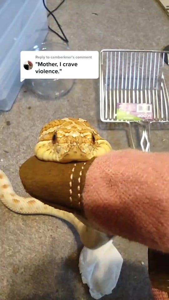 Post 9 by Absinthe Reptiles on TikTok (video)