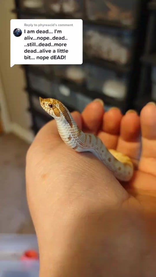 Post 10 by Absinthe Reptiles on TikTok (video)
