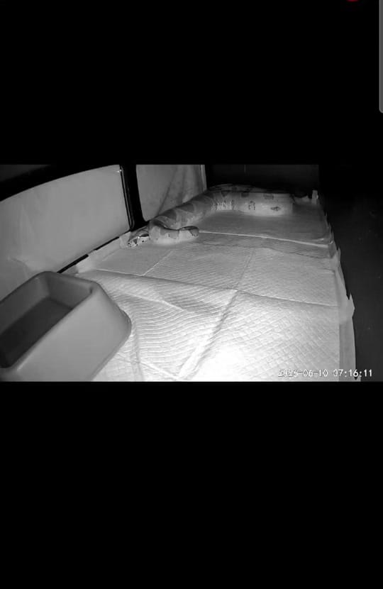 Post 2 by Absinthe Reptiles on TikTok (video)