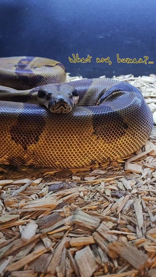Post 6 by Absinthe Reptiles on TikTok (video)