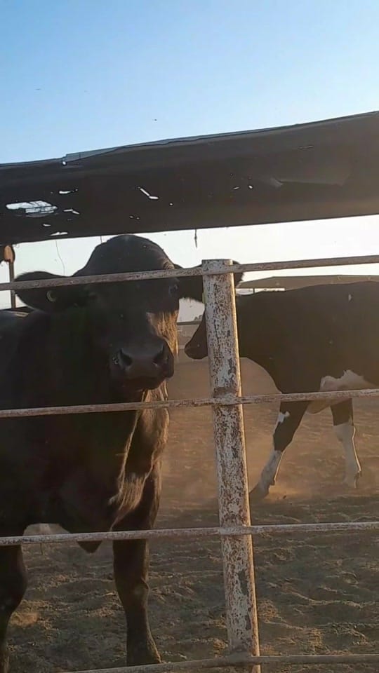 Post 3 by Meño Burciaga comediante on TikTok (video)