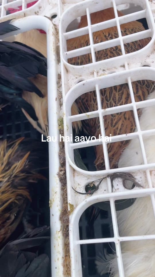 Post 1 by Hari powdyel on TikTok (video)