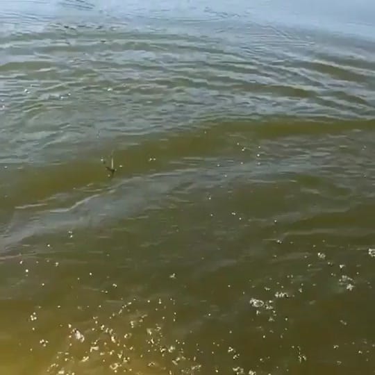 Post 10 by fishinfix on TikTok (video)